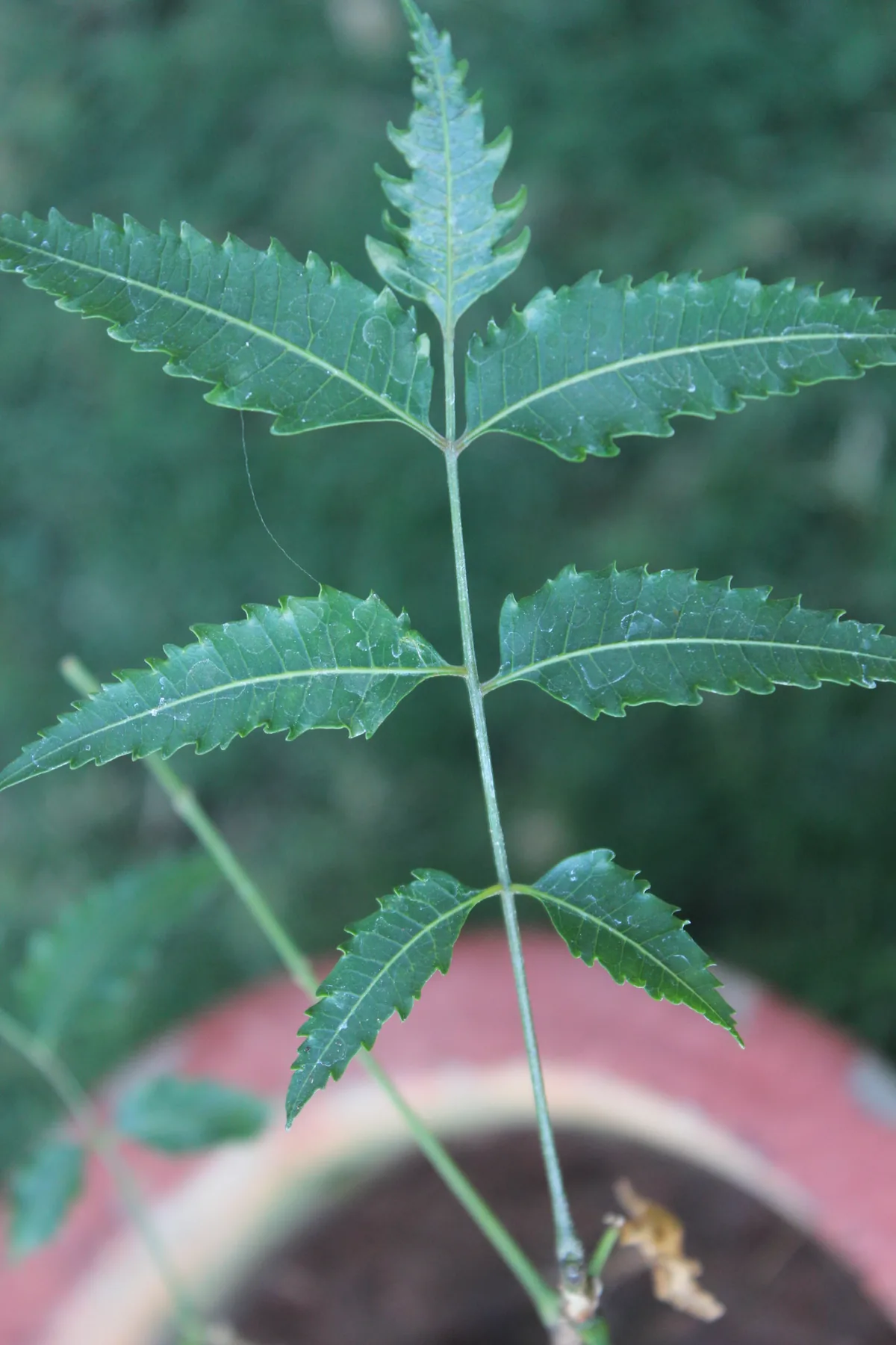 neem (Azadirachta indica), photograph