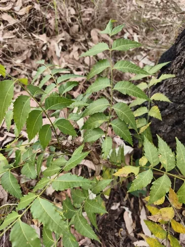 neem (Azadirachta indica), photograph