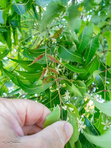 neem (Azadirachta indica), photograph