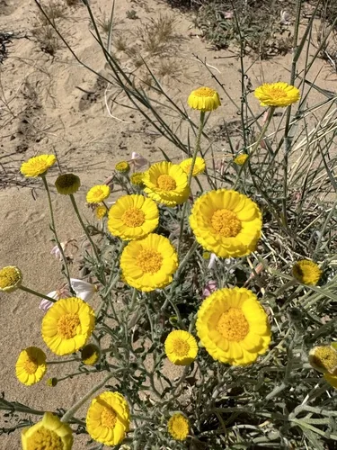 Photo: (c) Melanie J. Davis, some rights reserved (CC BY) · cc-by · via iNaturalist Desert Marigold (Baileya multiradiata), photograph