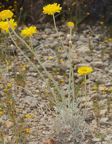 desert marigold (Baileya multiradiata), photograph