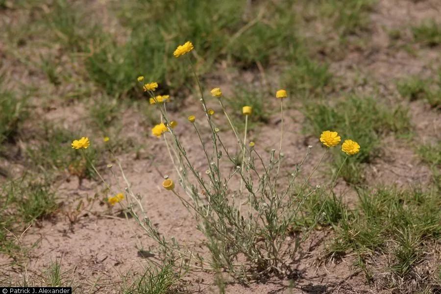 Desert Marigold (Baileya multiradiata), photograph