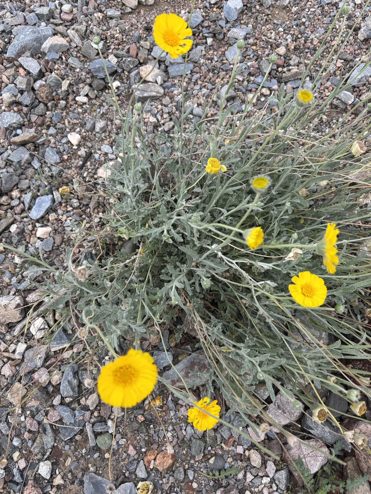 Desert Marigold (Baileya multiradiata), photograph