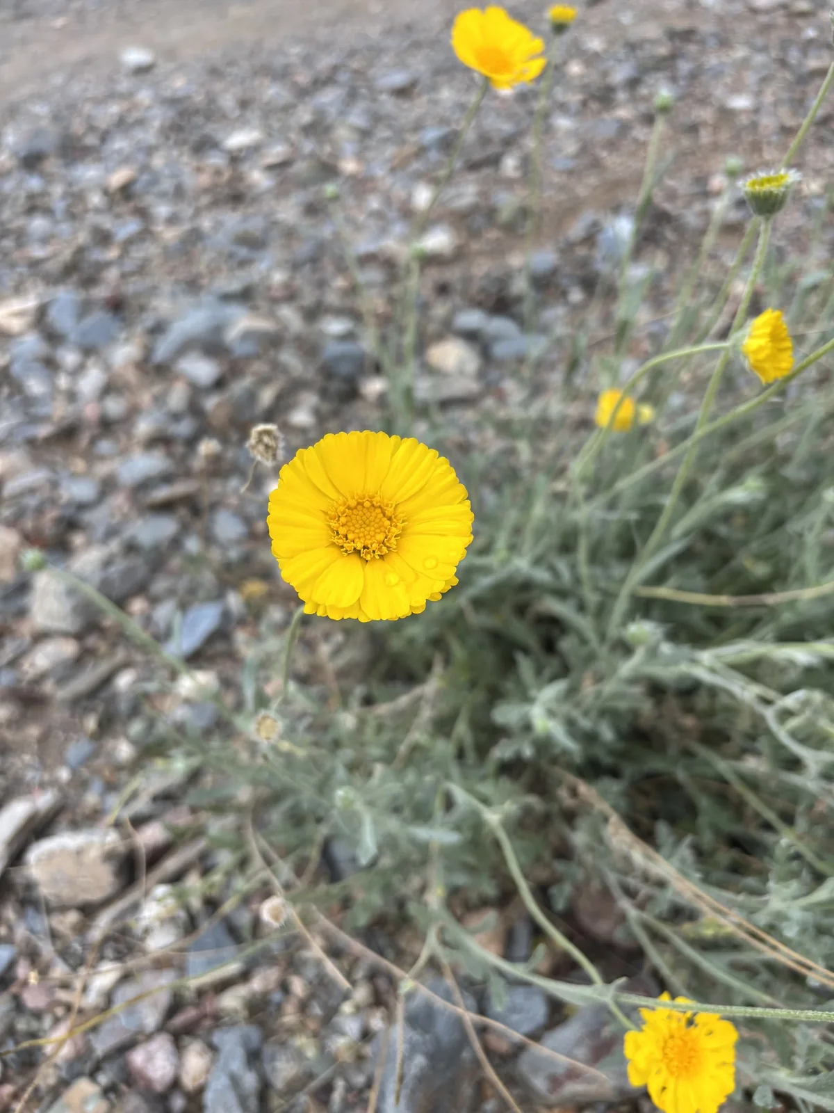 Desert Marigold (Baileya multiradiata), photograph