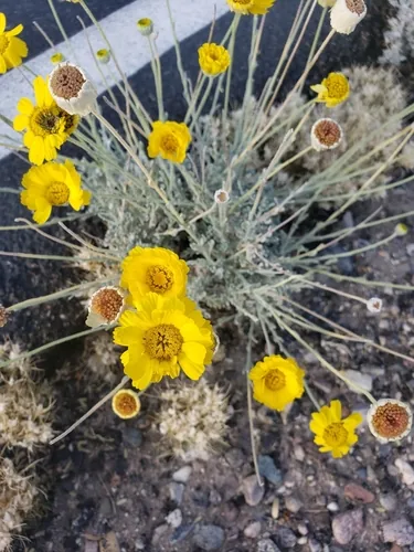 Desert Marigold (Baileya multiradiata), photograph