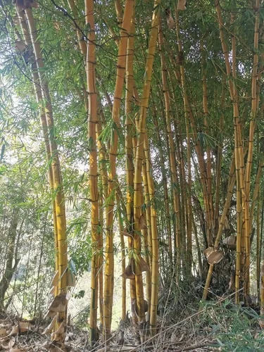 Photo: (c) Thor-Rune Hansen, some rights reserved · CC BY-SA · via iNaturalist common bamboo (Bambusa vulgaris), photograph