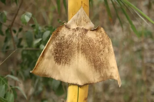 Common Bamboo (Bambusa vulgaris), photograph