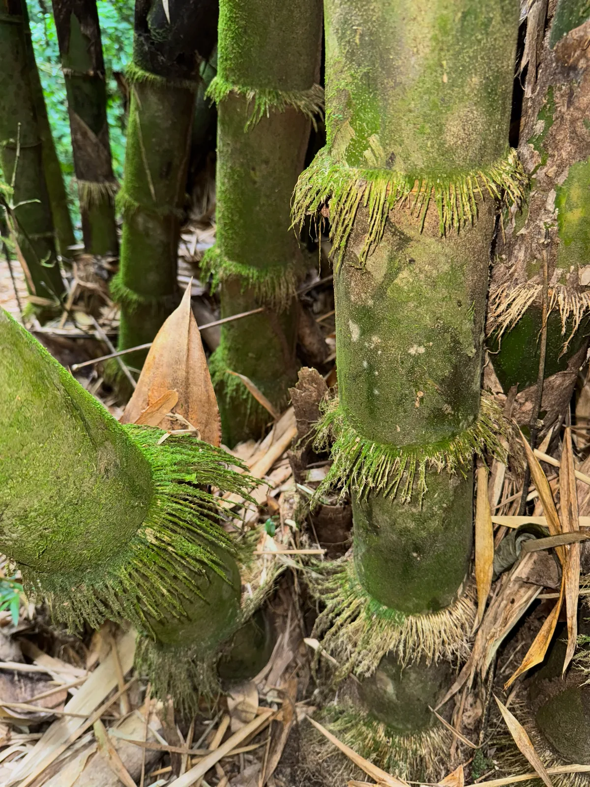 Common Bamboo (Bambusa vulgaris), photograph