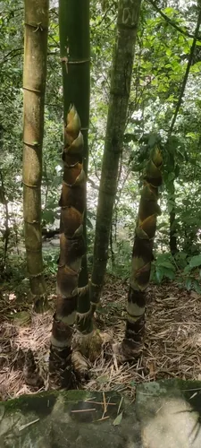 Common Bamboo (Bambusa vulgaris), photograph