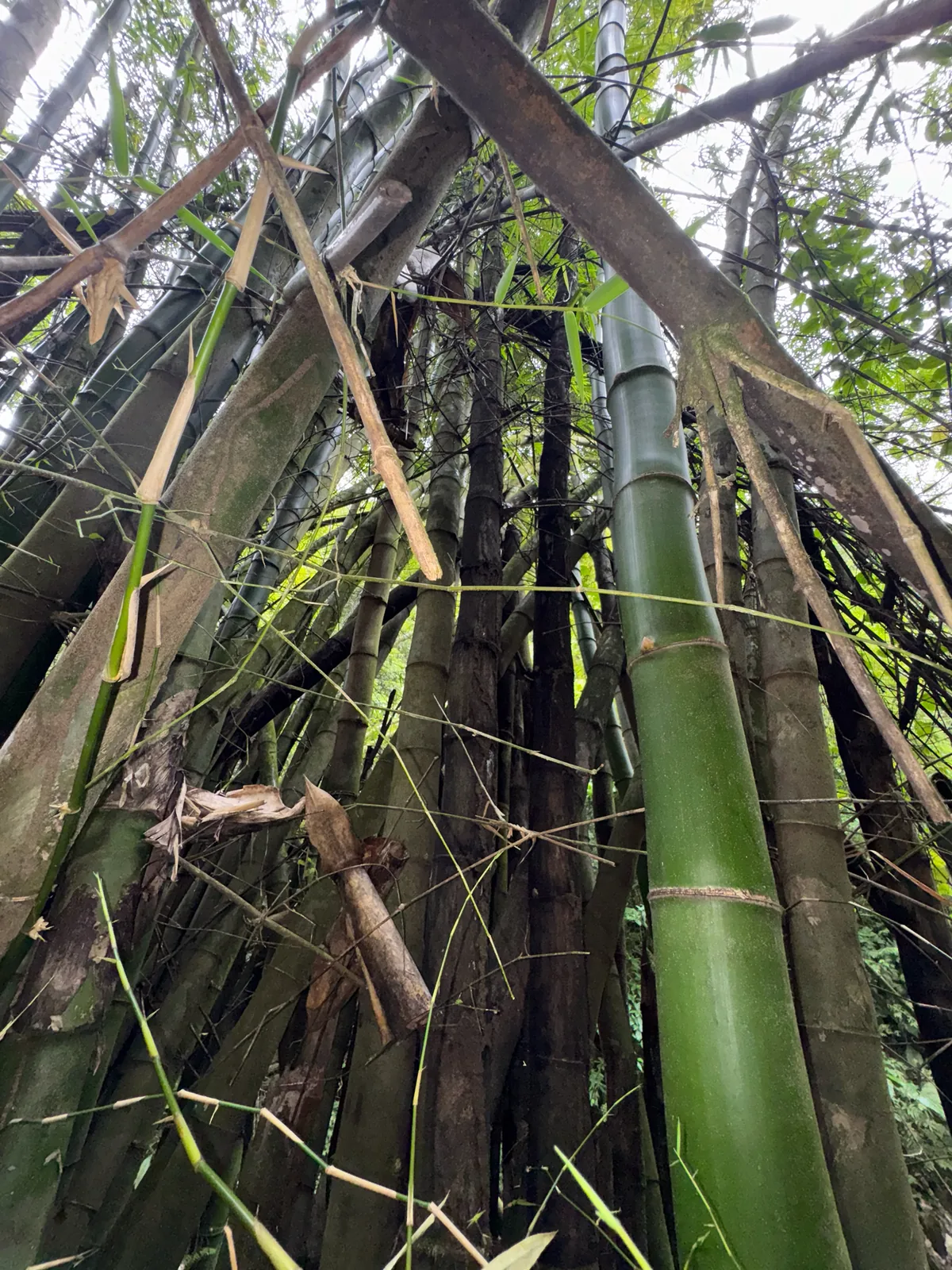 Common Bamboo (Bambusa vulgaris), photograph