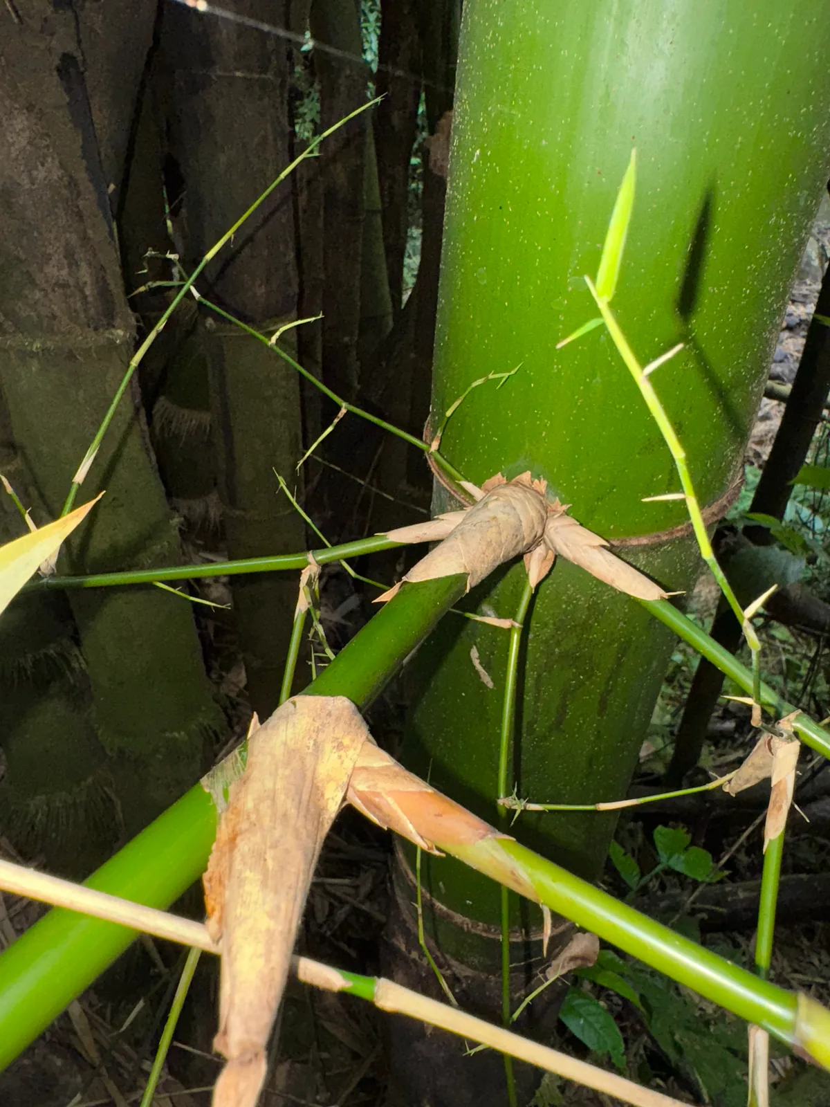 Common Bamboo (Bambusa vulgaris), photograph