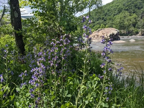 Wild Blue Indigo (Baptisia australis), photograph