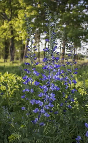 Photo: (c) aarongunnar, some rights reserved · CC BY · via iNaturalist wild blue indigo (Baptisia australis), photograph