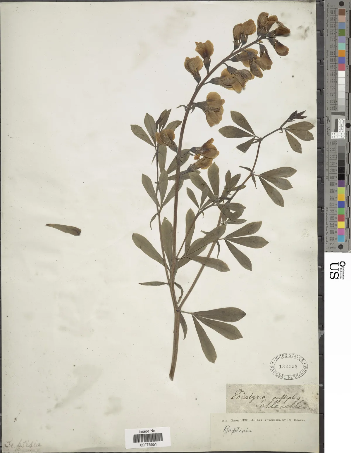Wild Blue Indigo (Baptisia australis), photograph