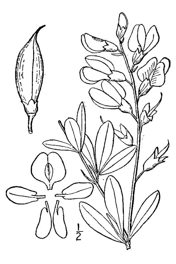 Wild Blue Indigo (Baptisia australis), botanical illustration
