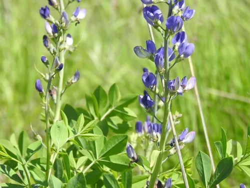 Photo: no rights reserved · cc0 · via iNaturalist Wild Blue Indigo (Baptisia australis), photograph
