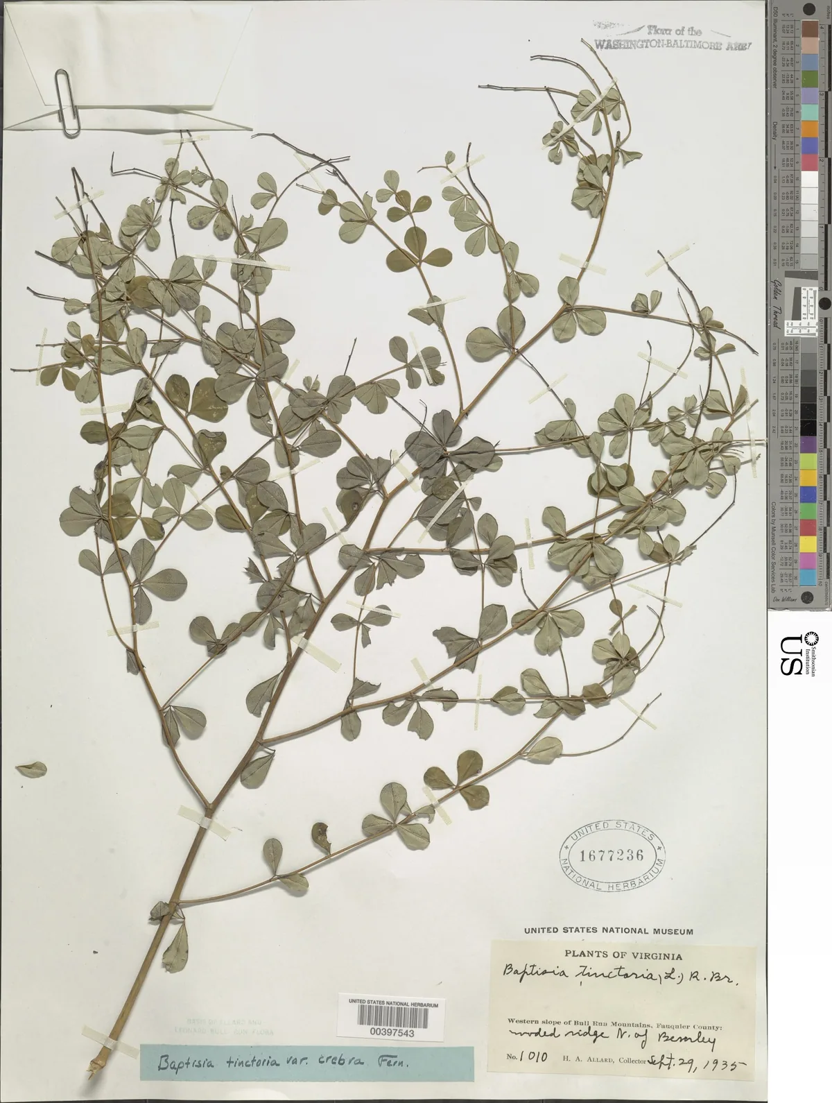 Wild Indigo (Baptisia tinctoria), photograph