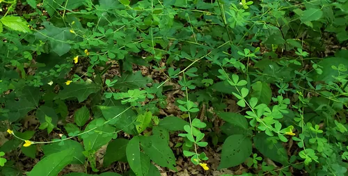 Photo: (c) aarongunnar, some rights reserved (CC BY) · cc-by · via iNaturalist Wild Indigo (Baptisia tinctoria), photograph