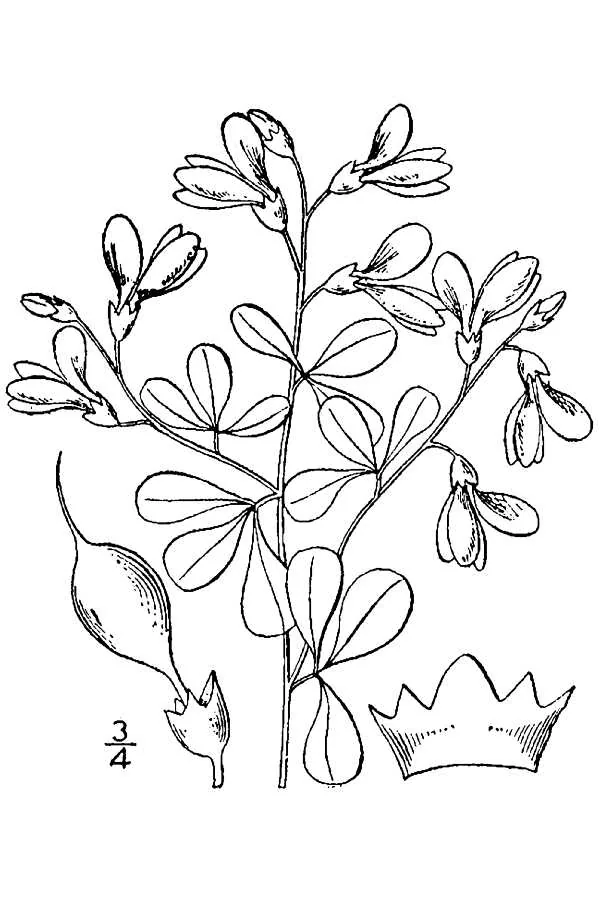 Wild Indigo (Baptisia tinctoria), botanical illustration
