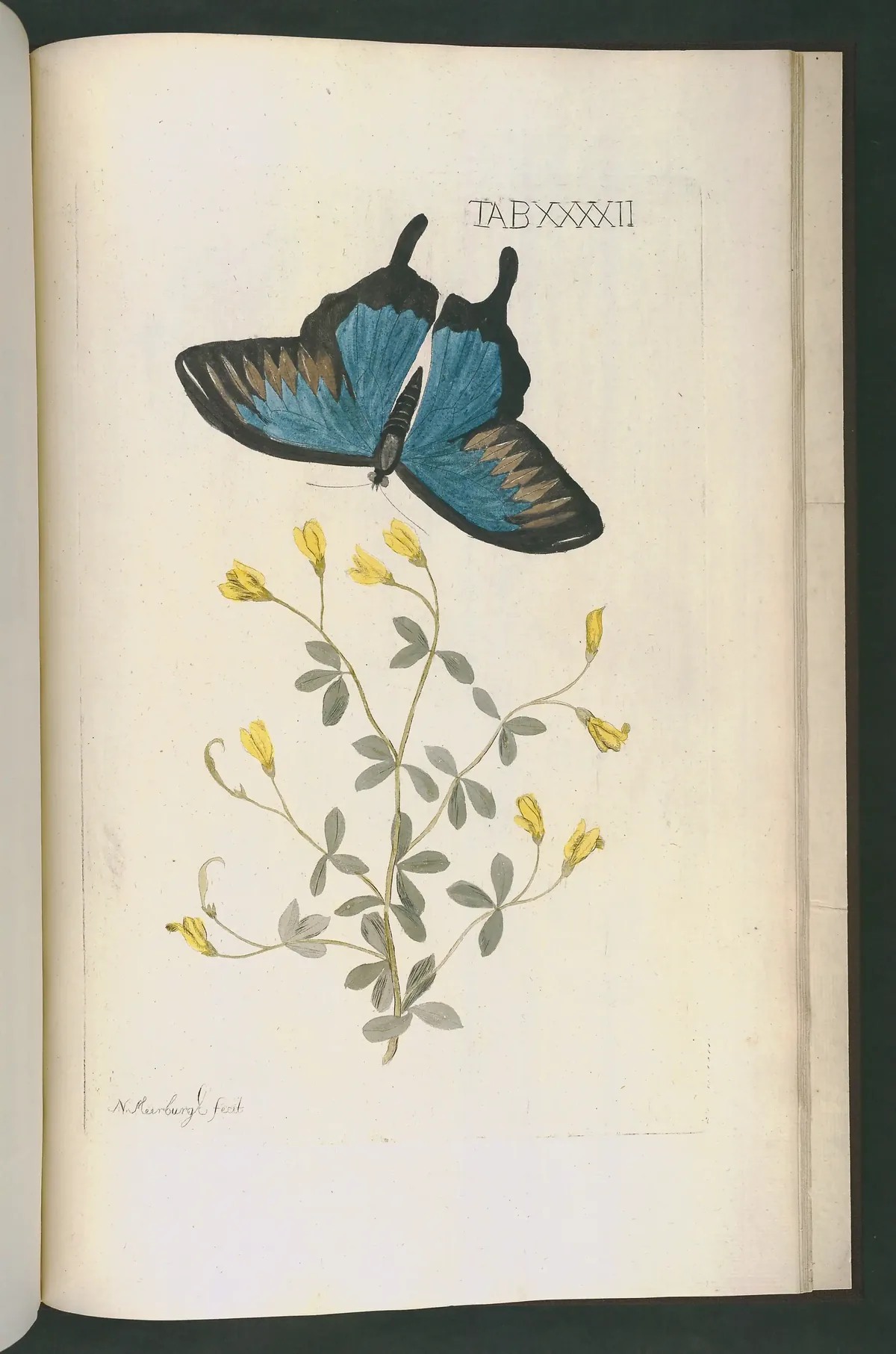 Wild Indigo (Baptisia tinctoria), botanical illustration