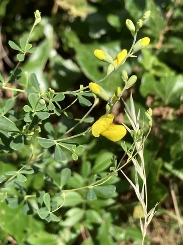wild indigo (Baptisia tinctoria), photograph