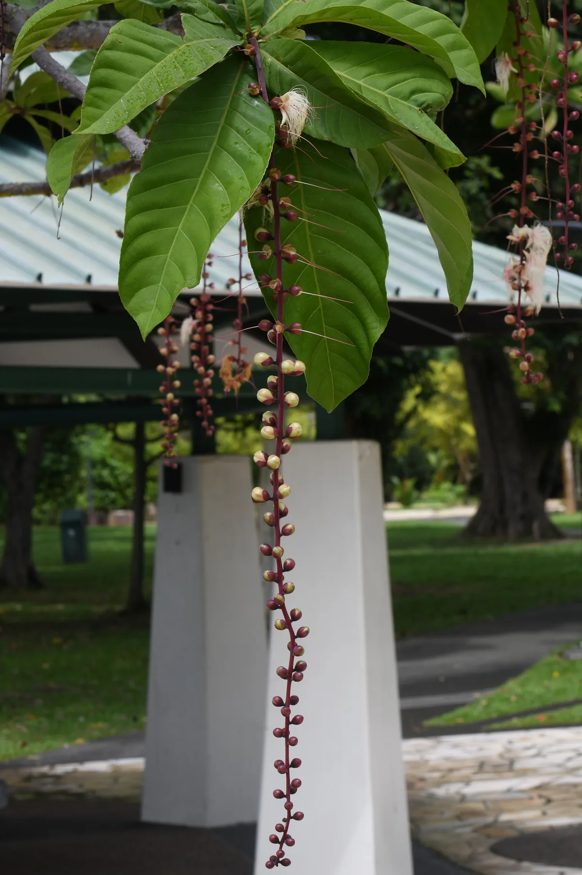 Poeierkwasboom (Barringtonia racemosa), photograph