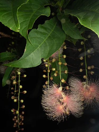 poeierkwasboom (Barringtonia racemosa), photograph