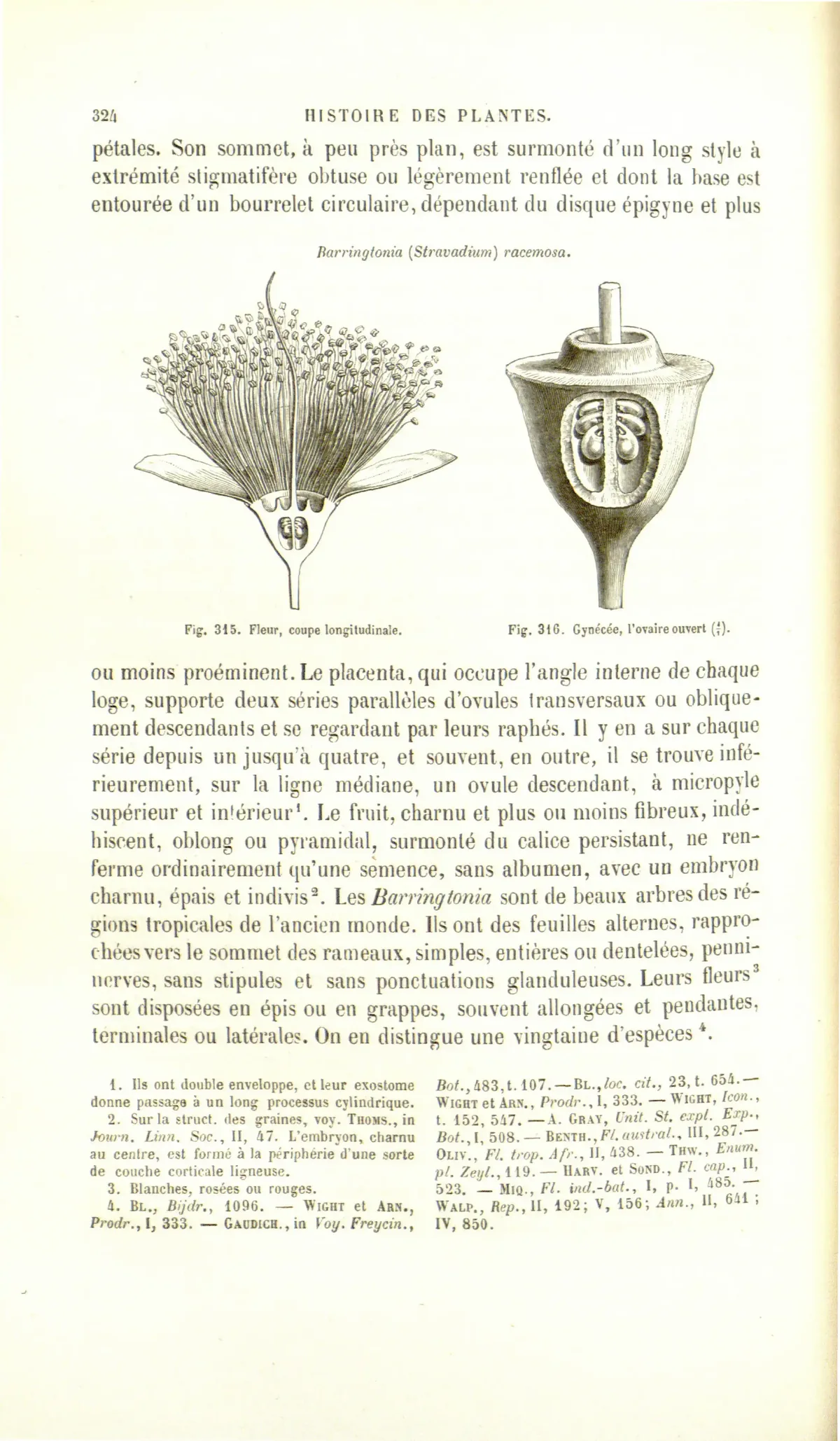 Poeierkwasboom (Barringtonia racemosa), botanical illustration