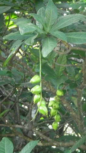 Poeierkwasboom (Barringtonia racemosa), photograph
