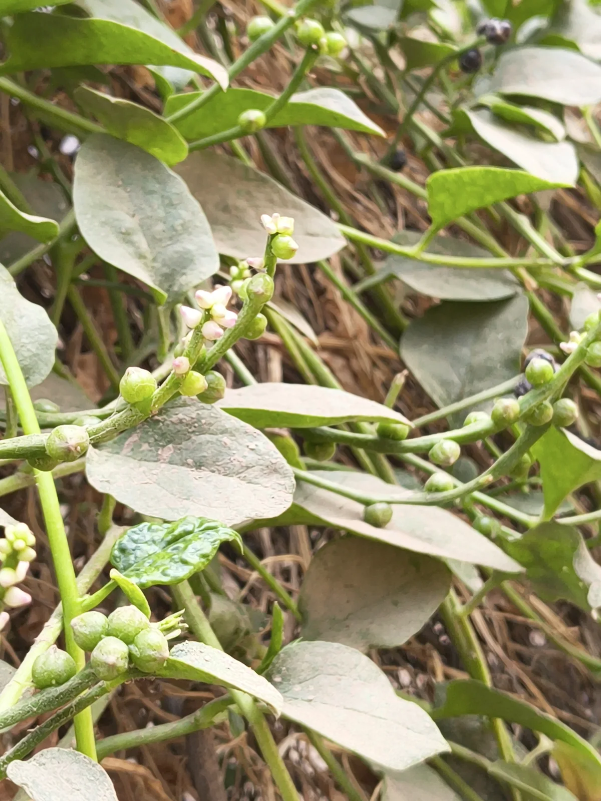 malabar spinach (Basella alba), photograph