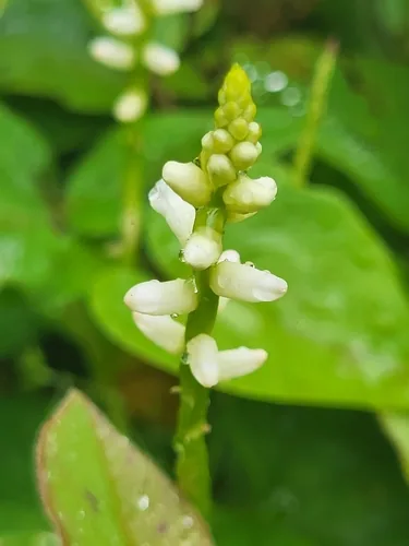Photo: (c) Jacek Pietruszewski, some rights reserved · CC BY · via iNaturalist malabar spinach (Basella alba), photograph