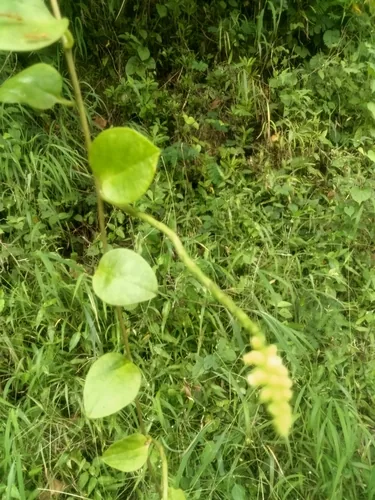 malabar spinach (Basella alba), photograph