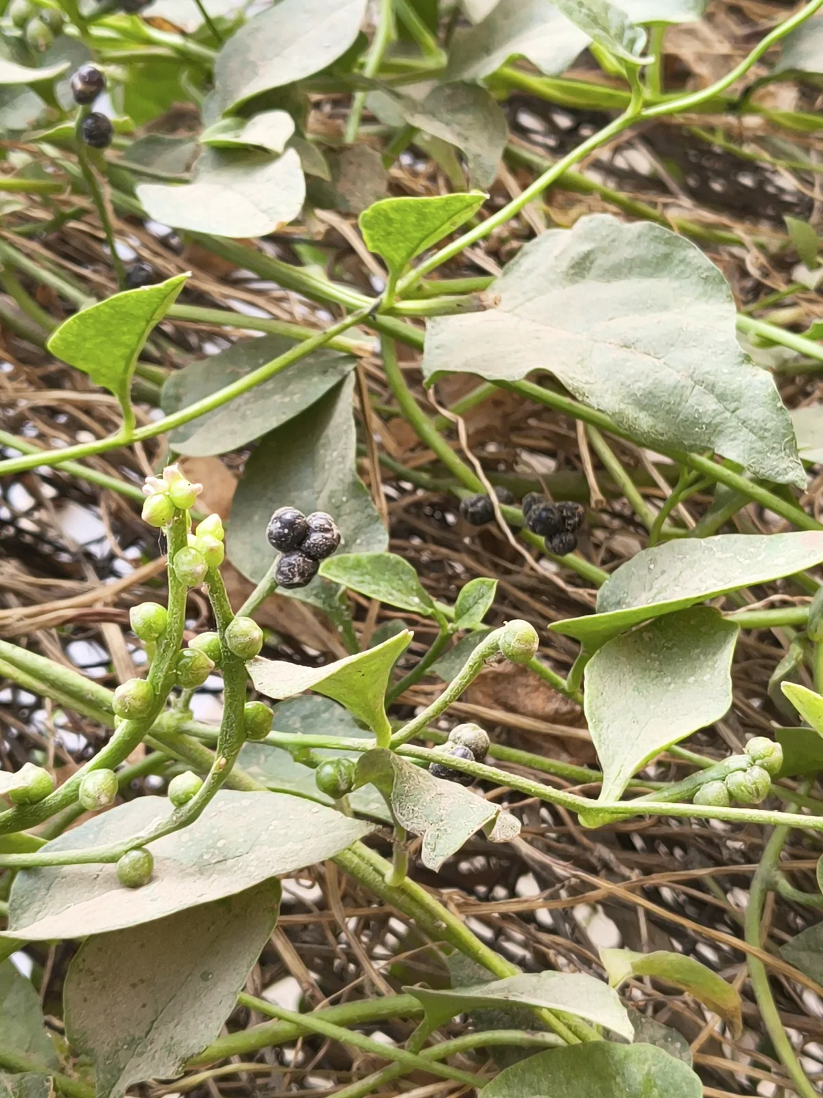 malabar spinach (Basella alba), photograph