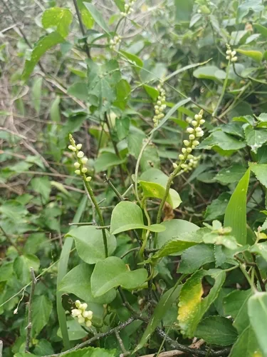 malabar spinach (Basella alba), photograph