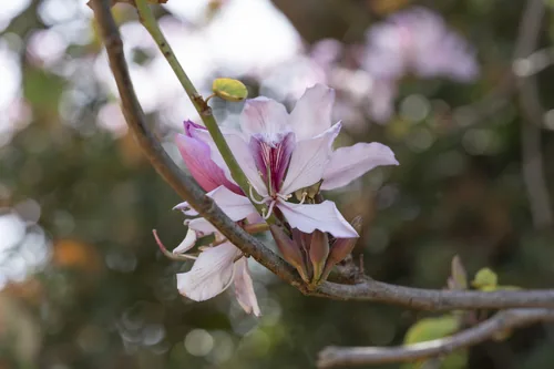 Photo: (c) Eleftherios Katsillis, some rights reserved · CC BY · via iNaturalist orchid tree (Bauhinia variegata), photograph