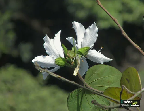 Orchid Tree (Bauhinia variegata), photograph