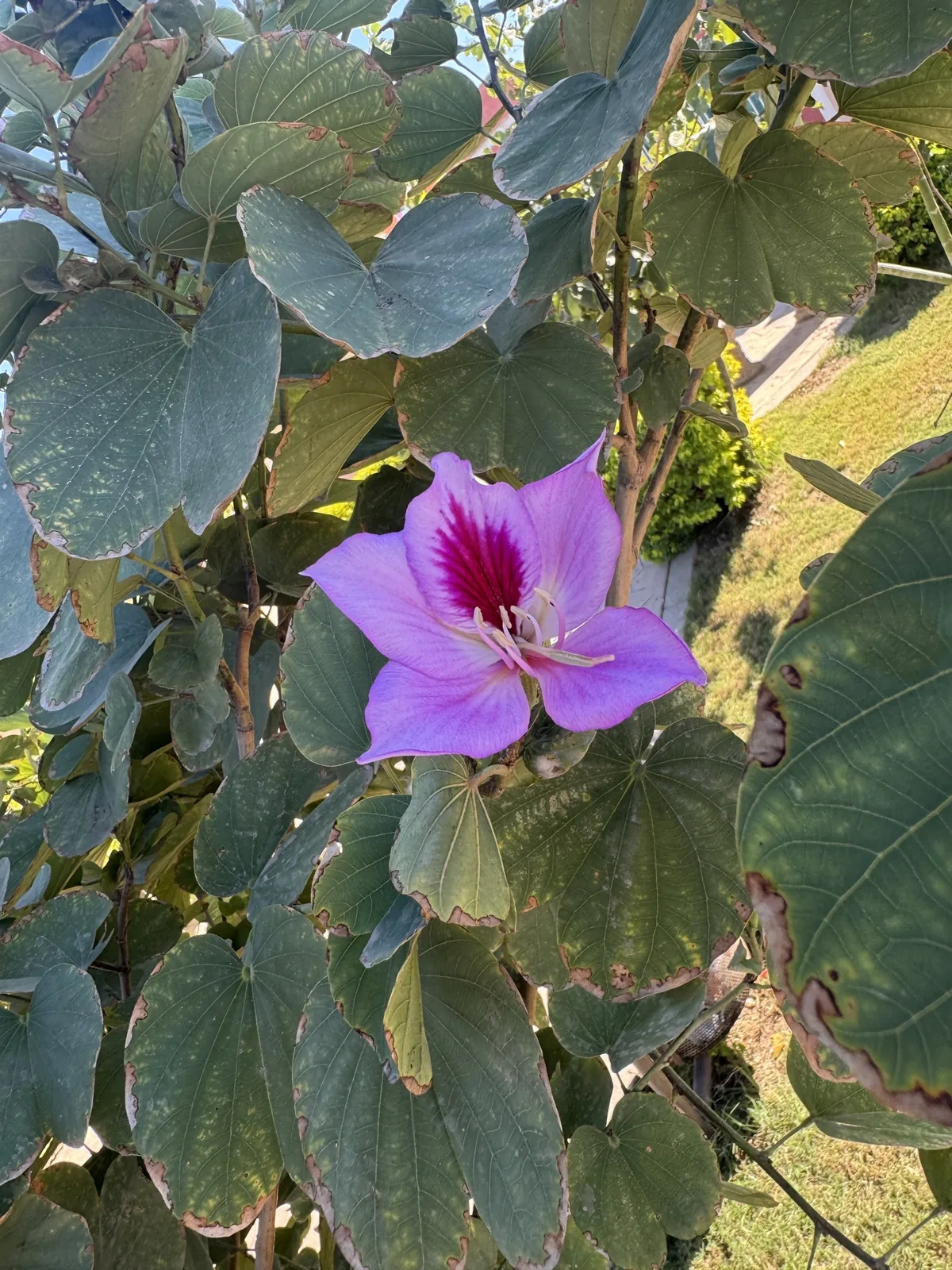 Orchid Tree (Bauhinia variegata), photograph