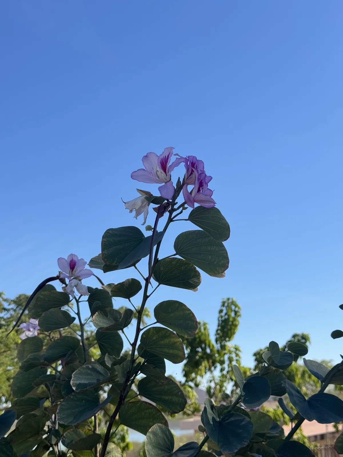 Orchid Tree (Bauhinia variegata), photograph
