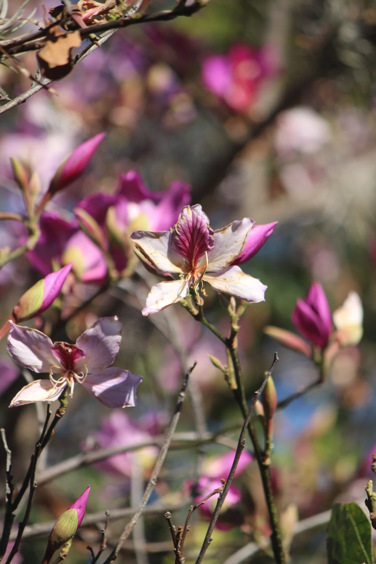 Orchid Tree (Bauhinia variegata), photograph
