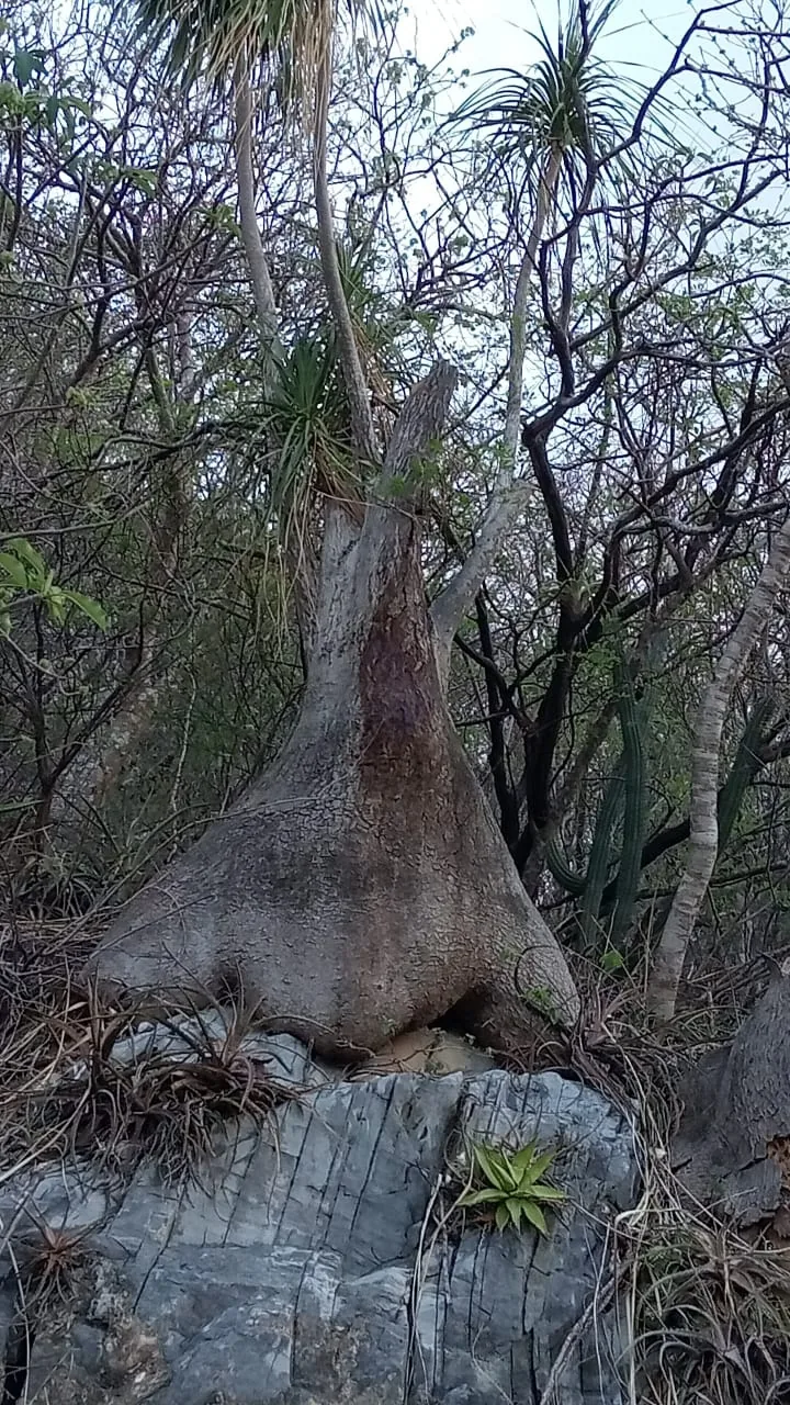 ponytail palm (Beaucarnea recurvata), photograph