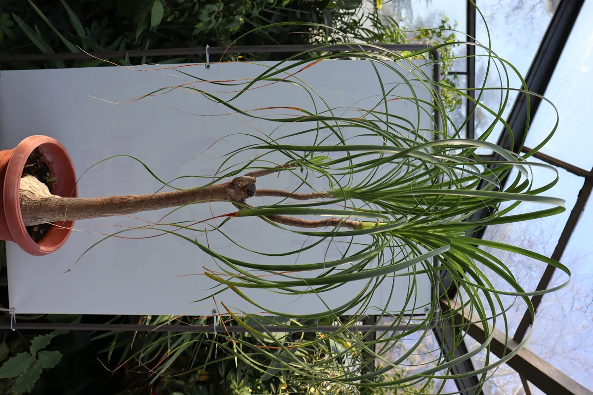 Photo: Dandarmkd · CC BY-SA 4.0 · via Wikimedia Commons ponytail palm (Beaucarnea recurvata), photograph