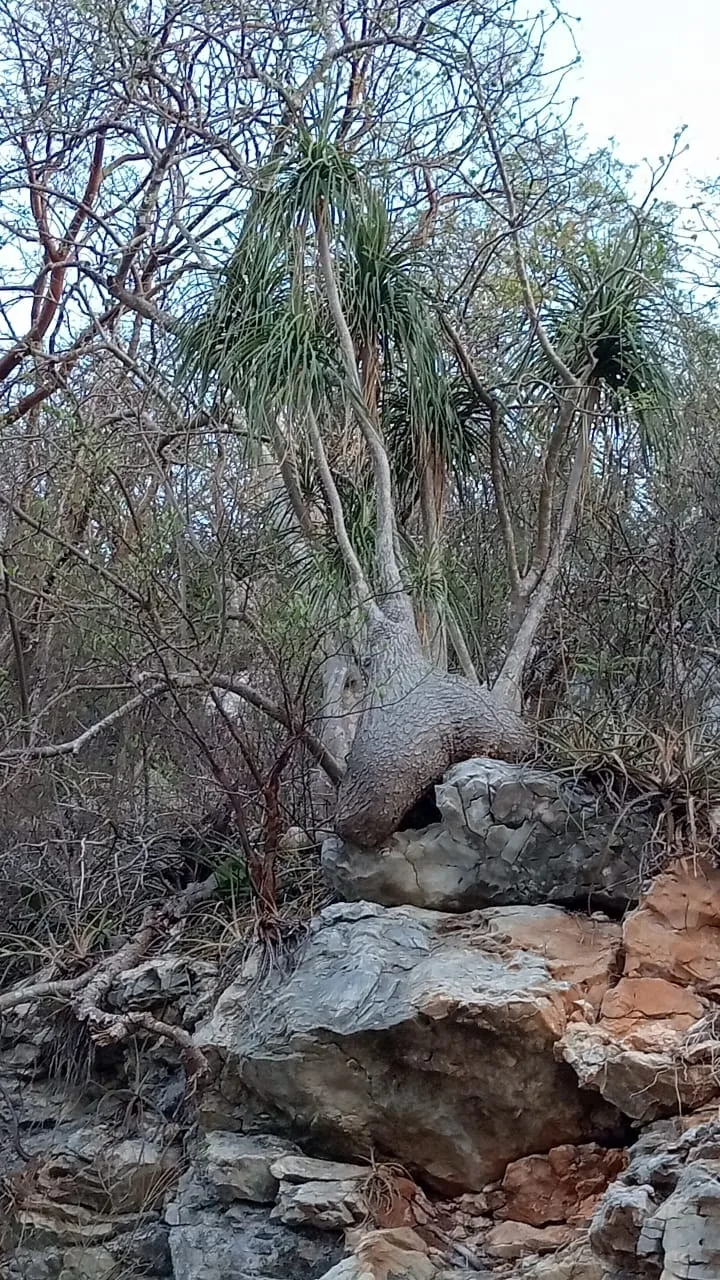 ponytail palm (Beaucarnea recurvata), photograph