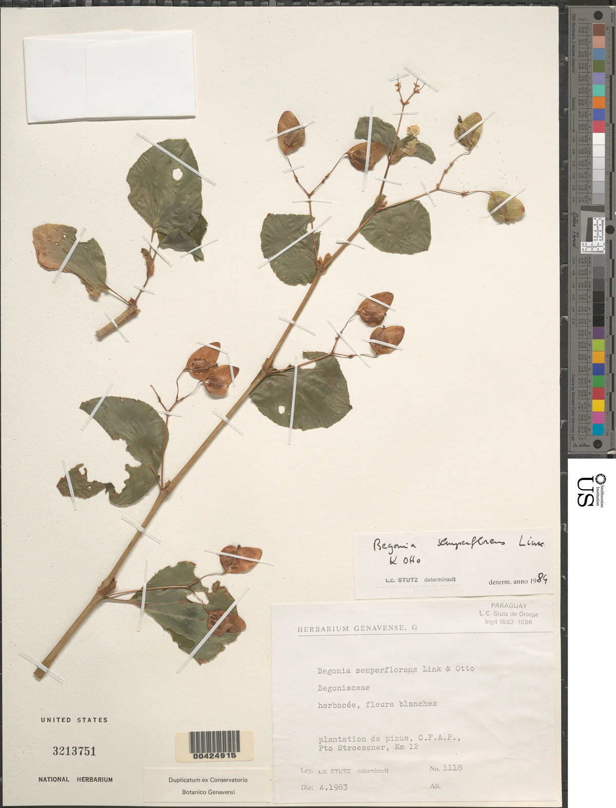 Begonia (Begonia × semperflorens), photograph