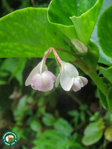 Photo: (c) Diogo Luiz, some rights reserved (CC BY) · cc-by · via iNaturalist Begonia (Begonia × semperflorens), photograph