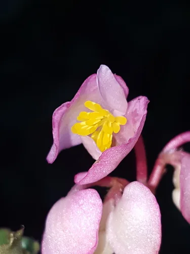 Photo: (c) Alex Abair, some rights reserved · CC BY · via iNaturalist begonia (Begonia × semperflorens), photograph