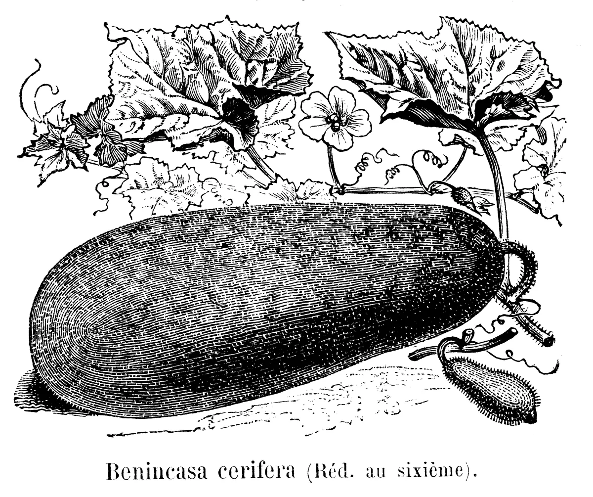 winter melon (Benincasa hispida), botanical illustration
