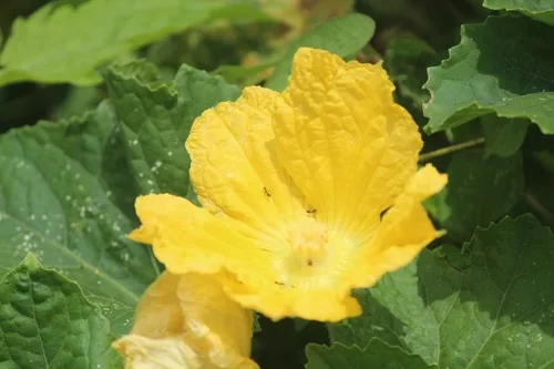 winter melon (Benincasa hispida), photograph