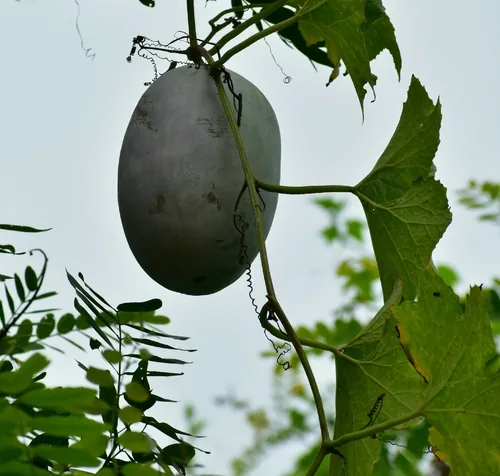 Photo: (c) Satyaji Wibowo, some rights reserved · CC BY · via iNaturalist winter melon (Benincasa hispida), photograph