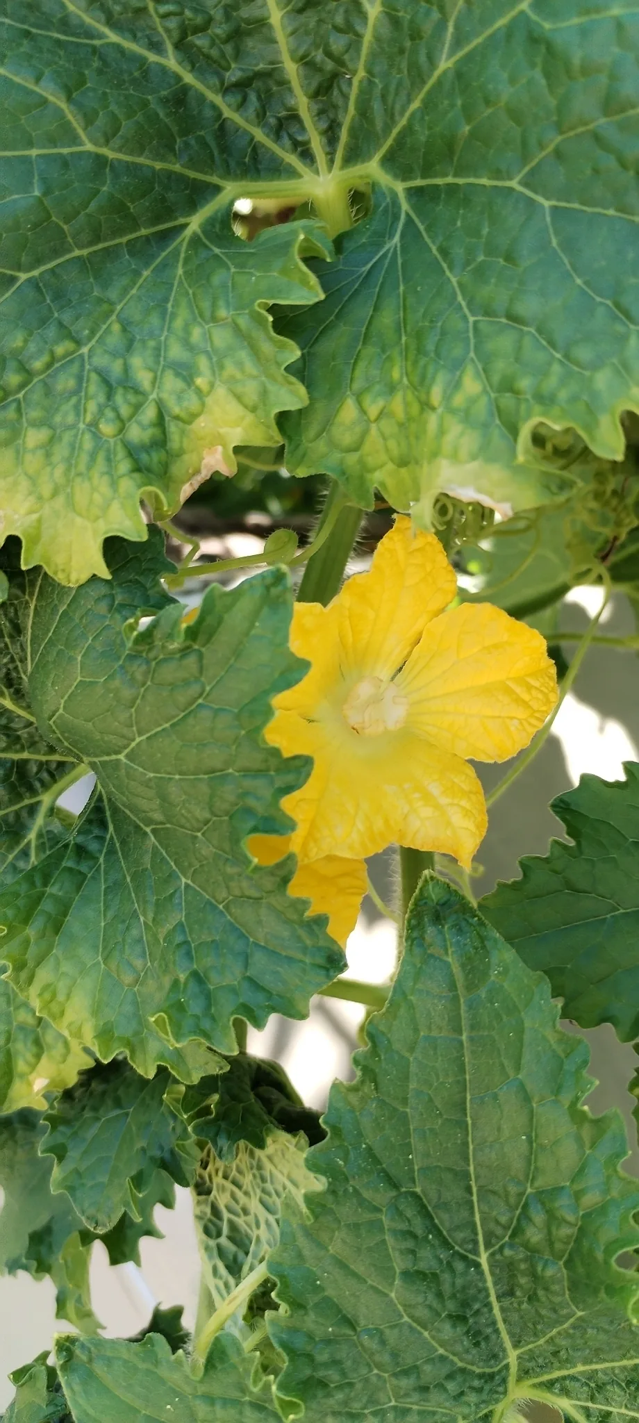 winter melon (Benincasa hispida), photograph