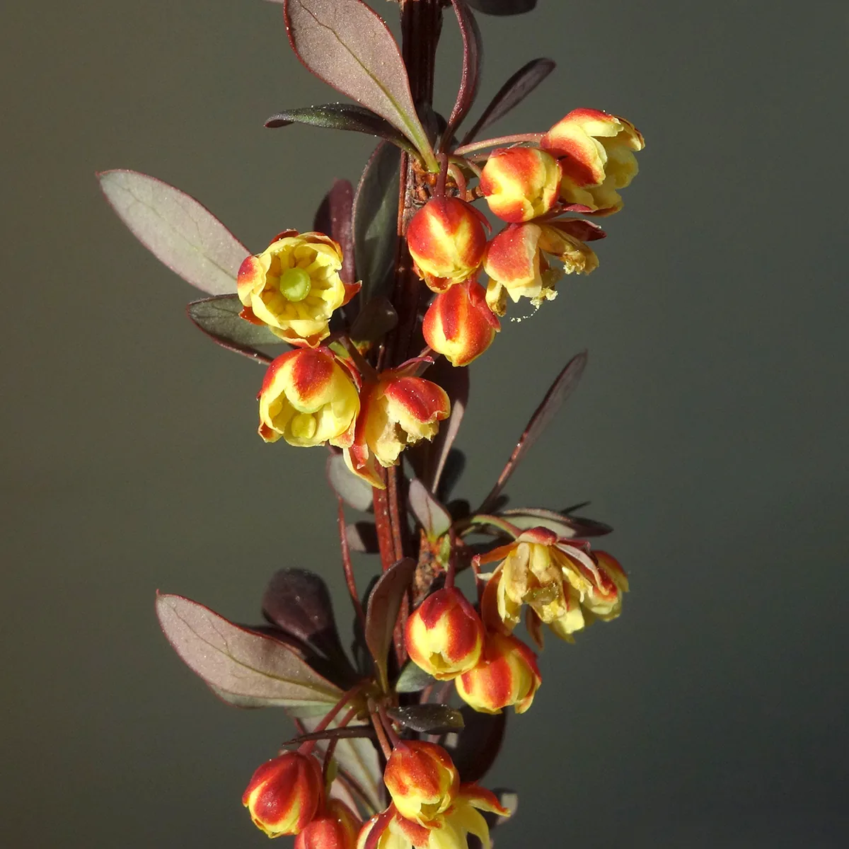 Photo: Hladac · CC BY-SA 4.0 · via Wikimedia Commons barberry (Berberis thunbergii), photograph